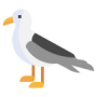 seagull (1)